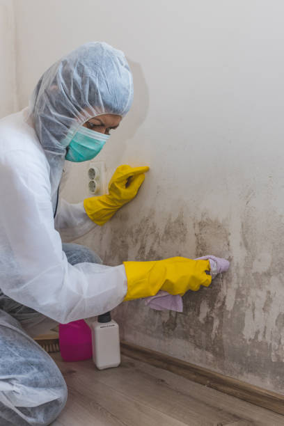 Best Black Mold Removal  in Dry Ridge, OH