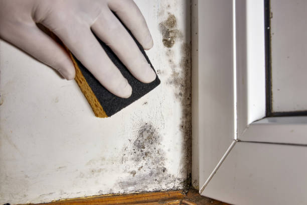 Asbestos and Lead Testing During Mold Inspection in Dry Ridge, OH